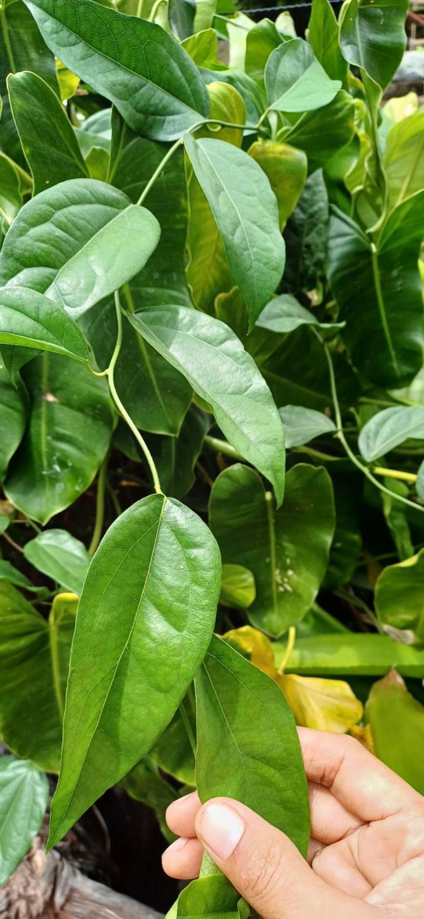 Orchid Home كو تاو المظهر الخارجي الصورة